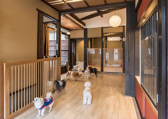 ケージレスでのびのび