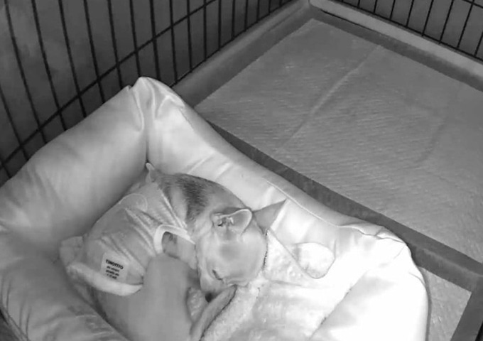 安心の見守りサービス