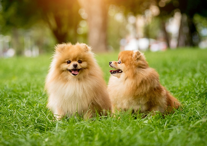 ワンコの社会性を習得