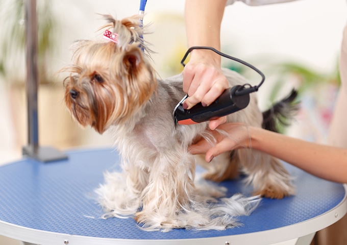 今後のケアを考えたカット