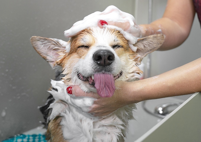 わんこが嫌がることはしません