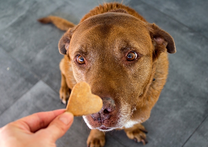 頑張ったわんこにはご褒美を