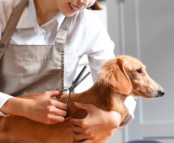 シャンプー、カット